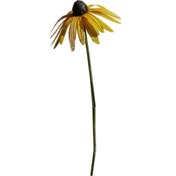 Rudbeckia fulgida G spring summer autumn