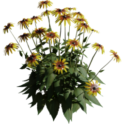 Rudbeckia hirta D spring summer autumn