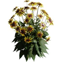 Rudbeckia hirta E spring summer autumn