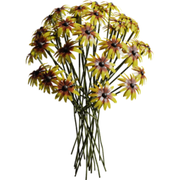 Rudbeckia hirta F spring summer autumn