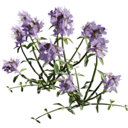 Thymus serpyllum A summer