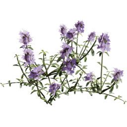 Thymus serpyllum B summer