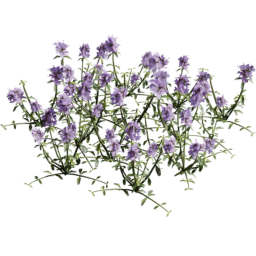 Thymus serpyllum C summer