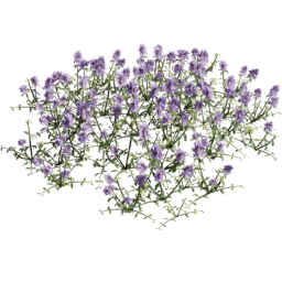 Thymus serpyllum D summer