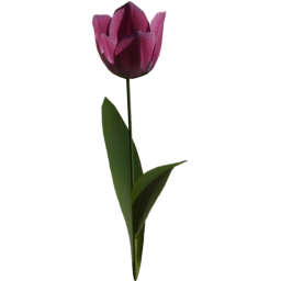 Tulipa gesneriana B spring summer