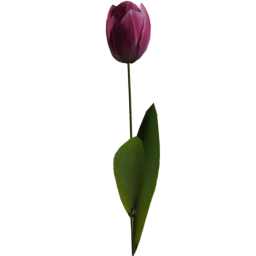 Tulipa gesneriana C spring summer