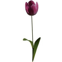Tulipa gesneriana E spring summer