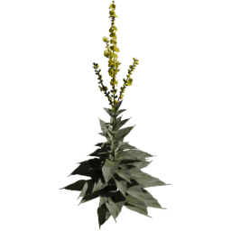 Verbascum densiflorum A spring summer autumn