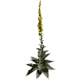 Verbascum densiflorum D spring summer autumn