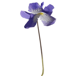 Viola reichenbachiana B spring summer