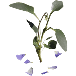 Viola reichenbachiana F spring summer
