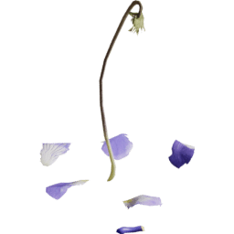 Viola reichenbachiana H spring summer