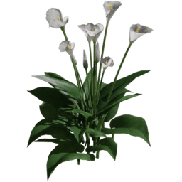 Zantedeschia aethiopica A spring summer autumn