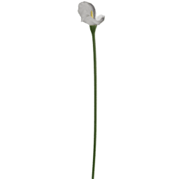 Zantedeschia aethiopica E spring summer autumn