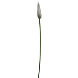 Zantedeschia aethiopica F spring summer autumn
