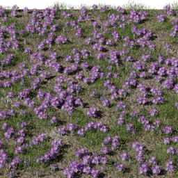 Flower Crocus field B spring summer