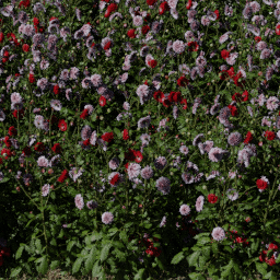 Flower Dahlia bed A summer autumn