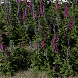 Flower Digitalis field B spring summer autumn