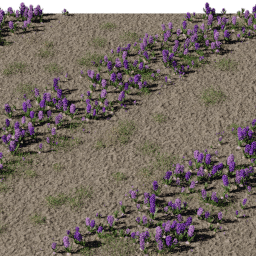 Flower Hyacinthus field B spring summer
