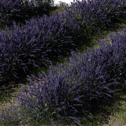 Flower Lavender field B spring summer