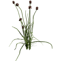 Allium vineale B spring summer autumn