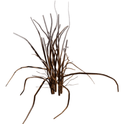Allium vineale B winter