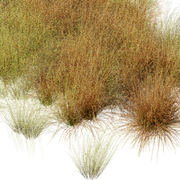 Andropogon B spring