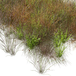 Andropogon Carex mix A spring