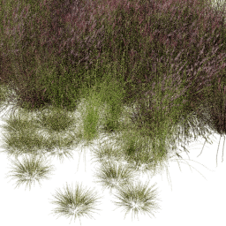 Andropogon Carex mix E spring