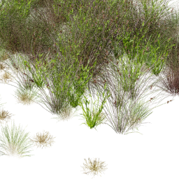 Andropogon Digitaria mix B spring