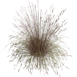 Andropogon gerardi C spring