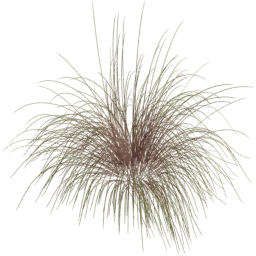 Andropogon gerardi D spring