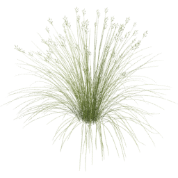 Bromus carinatus B spring