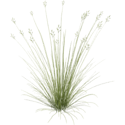 Bromus carinatus C spring