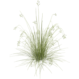 Bromus carinatus D spring