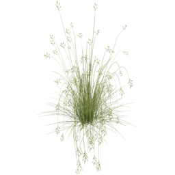 Bromus carinatus E spring