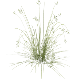 Bromus carinatus F spring