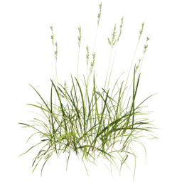 Bromus erectus A spring