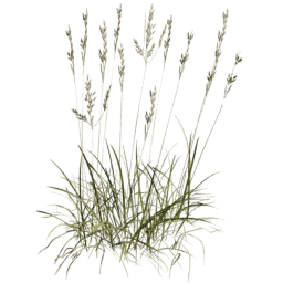 Bromus erectus A summer