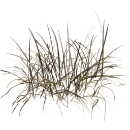 Bromus erectus A winter