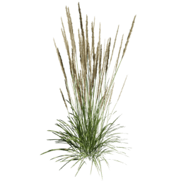 Calamagrostis acutiflora B spring summer