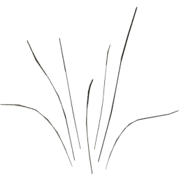 Calamagrostis acutiflora C spring summer