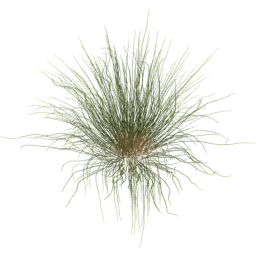 Calamagrostis arenaria B spring