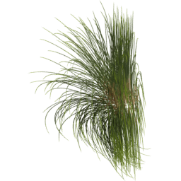 Calamagrostis arenaria F spring