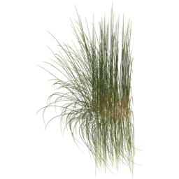 Calamagrostis arenaria G spring