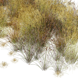 Carex Miscanthus mix B spring
