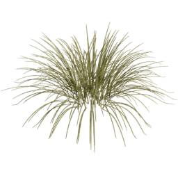 Carex oshimensis A spring
