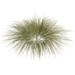 Carex oshimensis B spring