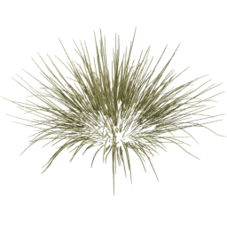 Carex oshimensis C spring