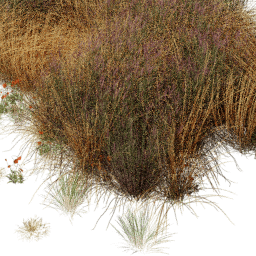 Carex Papaver mix B spring